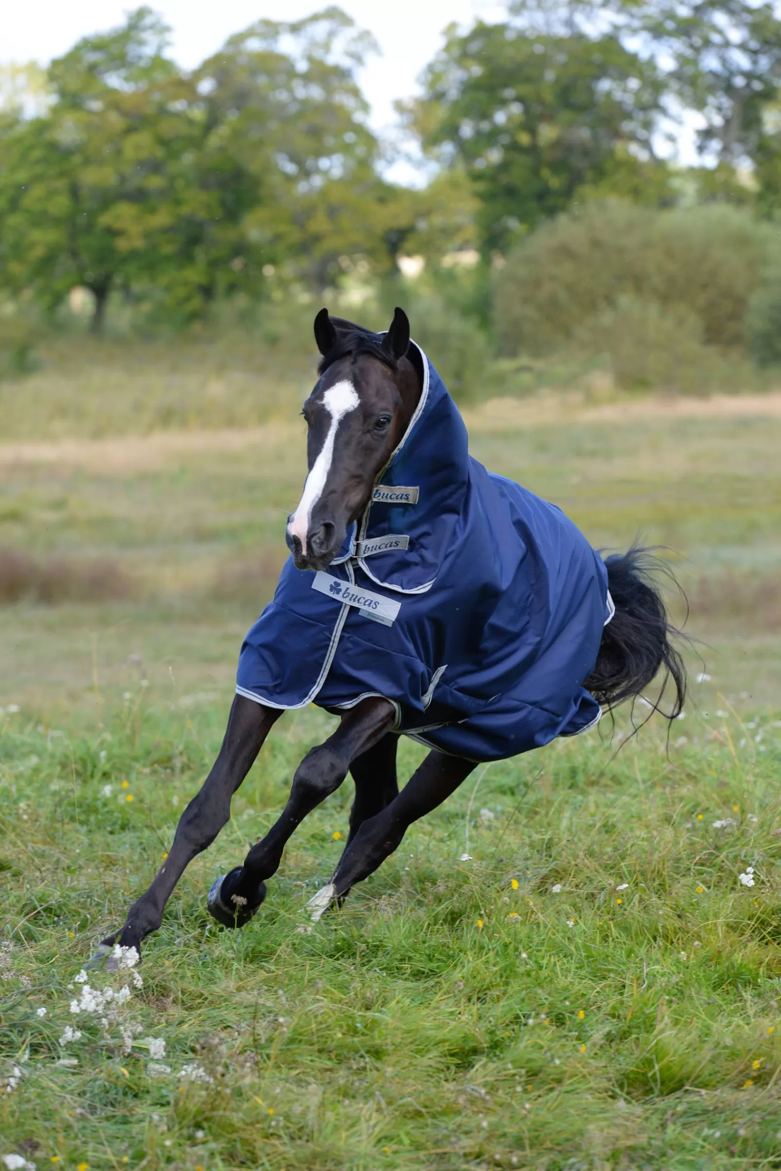 Freedom Coperta Da Turnout Con Collo Alto 150G (Coperta)/150G (Collo)>bucas New