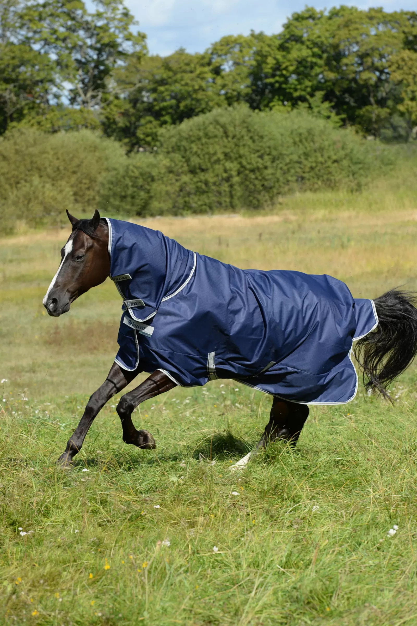 Freedom Coperta Da Turnout Con Collo Alto 150G (Coperta)/150G (Collo)>bucas New