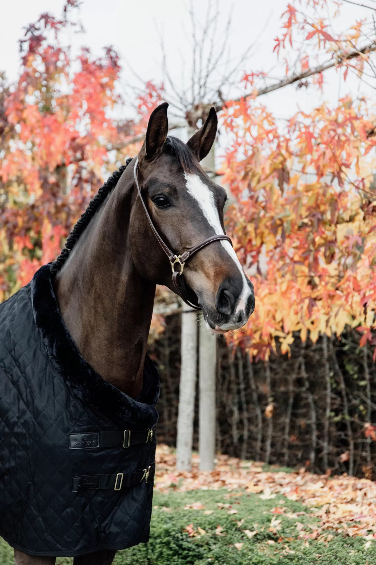 Horsewear Coperta Da Concorso, 160 Gr>kentucky Sale