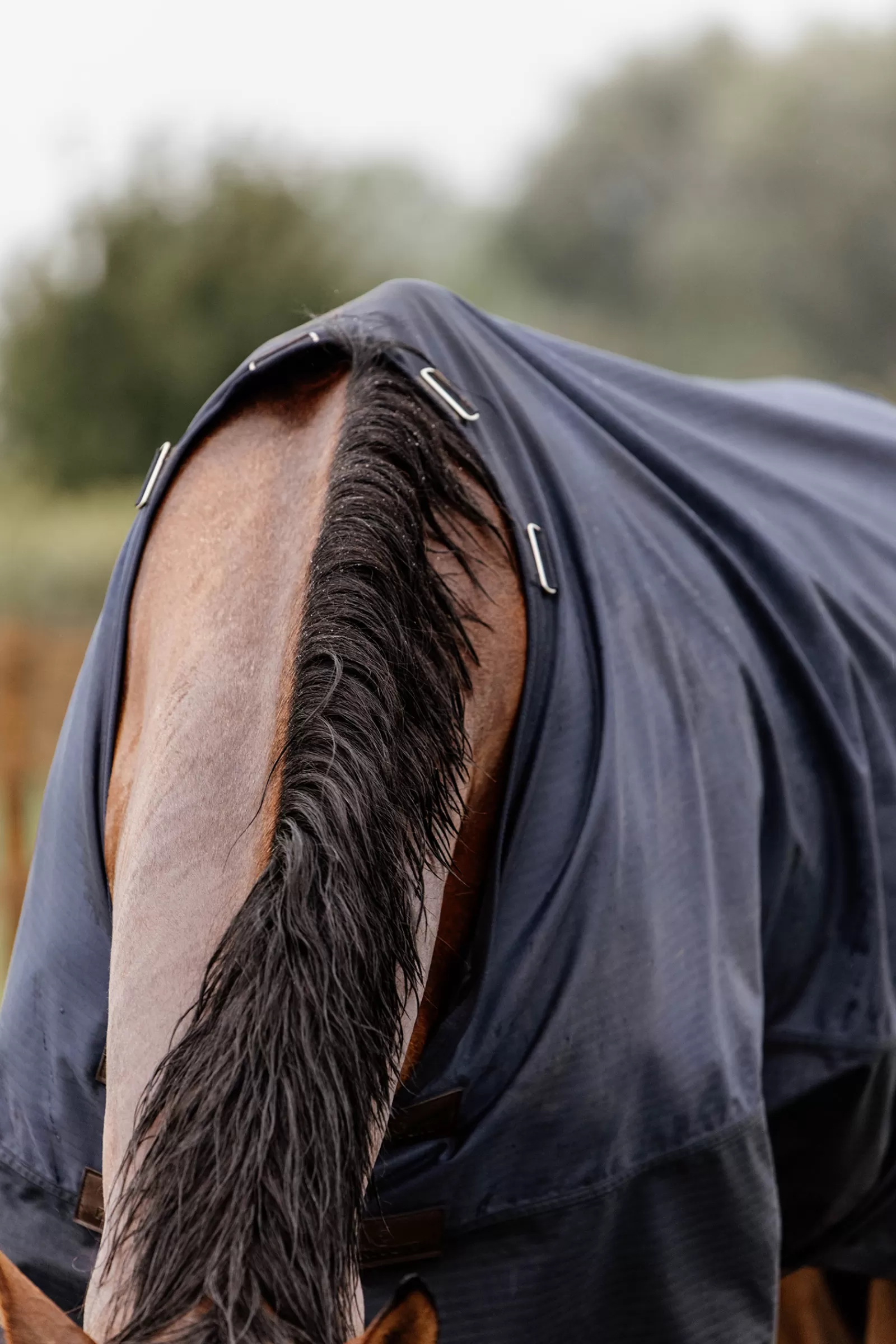 Tappeto Horsewear Turnout Per Tutte Le Stagioni, 300 G>kentucky Online