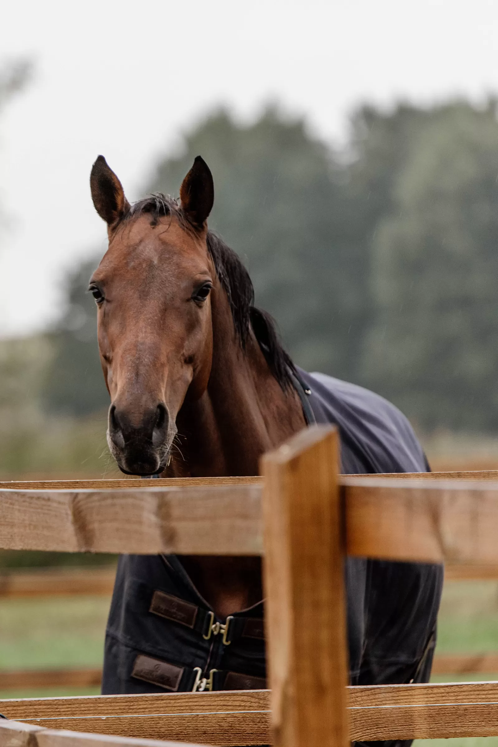 Tappeto Horsewear Turnout Per Tutte Le Stagioni, 300 G>kentucky Online
