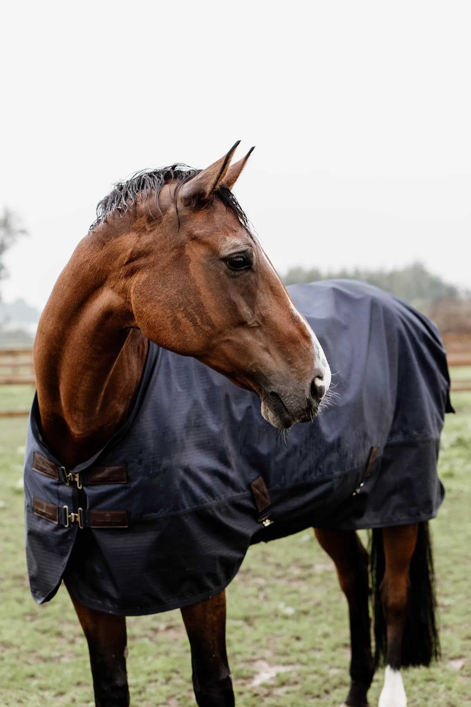 Tappeto Horsewear Turnout Per Tutte Le Stagioni, 300 G>kentucky Online