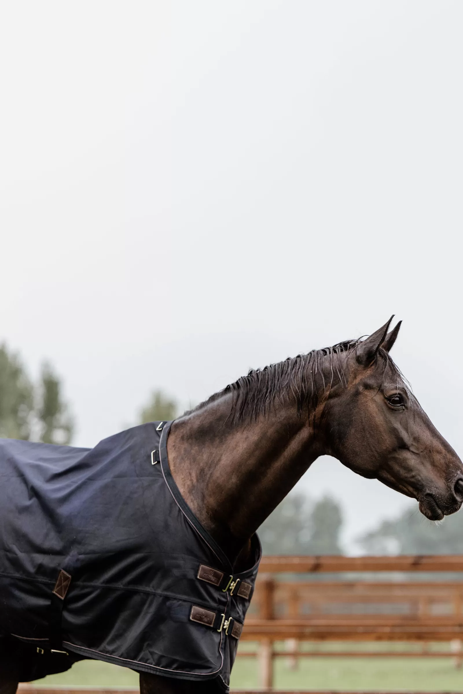 Tappeto Horsewear Turnout Per Tutte Le Stagioni, 300 G>kentucky Online