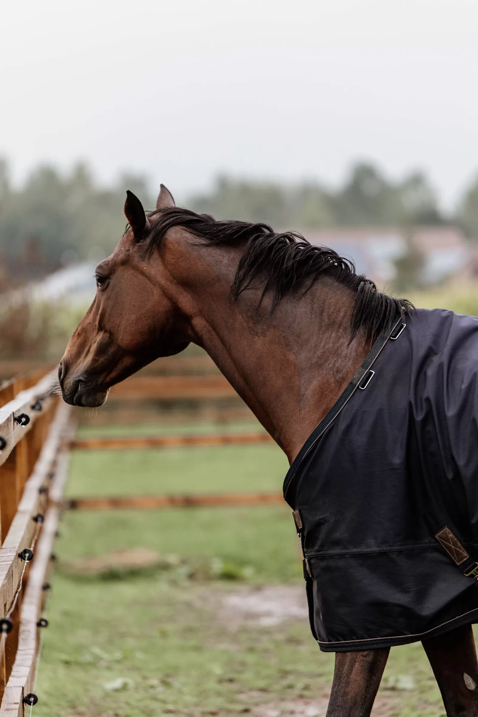 Tappeto Horsewear Turnout Per Tutte Le Stagioni, 300 G>kentucky Online